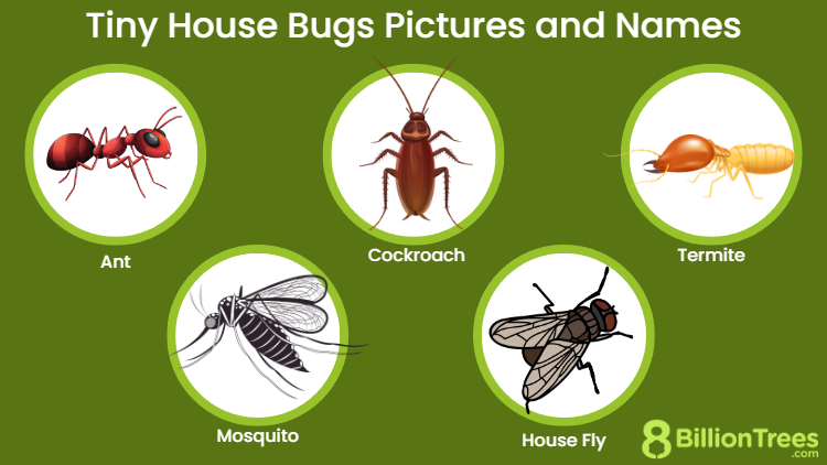 Top 5 Common Household Pests and Solutions